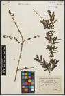 Foto von Salix purpurea L.